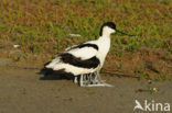 Pied Avocet (Recurvirostra avosetta)