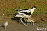 Pied Avocet (Recurvirostra avosetta)