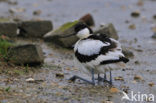 Pied Avocet (Recurvirostra avosetta)