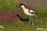 Pied Avocet (Recurvirostra avosetta)