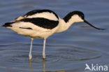 Pied Avocet (Recurvirostra avosetta)