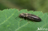 kniptor (Cidnopus aeruginosus)