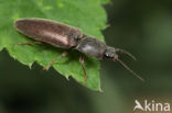 click beetle (Athous haemorrhoidalis)