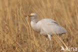 Koereiger (Bubulcus ibis)