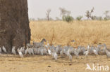 Koereiger (Bubulcus ibis)