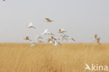 Koereiger (Bubulcus ibis)