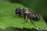 Koolzwarte zandbij (Andrena pilipes) 