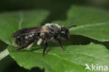 Andrena pilipes