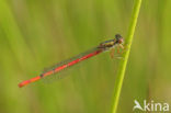 Koraaljuffer (Ceriagrion tenellum)