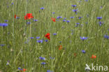 Korenbloem (Centaurea cyanus) 
