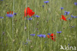 Korenbloem (Centaurea cyanus) 