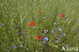 Korenbloem (Centaurea cyanus) 