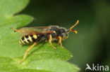 Kortsprietwespbij (Nomada fucata)