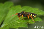 Kortsprietwespbij (Nomada fucata)