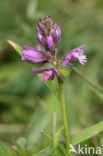 Kuifvleugeltjesbloem (Polygala comosa) 