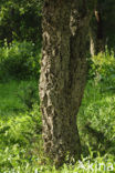 Cork Oak (Quercus suber)