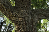 Cork Oak (Quercus suber)