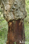 Cork Oak (Quercus suber)