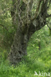 Cork Oak (Quercus suber)