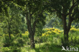 Cork Oak (Quercus suber)