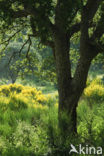 Cork Oak (Quercus suber)