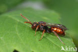 Langsprietwespbij (Nomada conjungens)