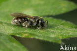 Lasioglossum aeratum