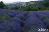 Lavendel (Lavandula spec.)