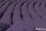 lavender (Lavandula spec.)