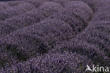 lavender (Lavandula spec.)