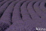 lavender (Lavandula spec.)