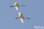 Eurasian Spoonbill (Platalea leucorodia)
