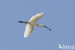 Eurasian Spoonbill (Platalea leucorodia)