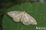 Lichte Coronamot (Perinephela lancealis)