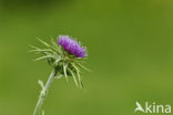 Milk Thistle (Silybum marianum)