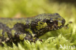 Marmersalamander (Triturus marmoratus)