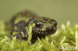 Marbled Newt (Triturus marmoratus)