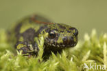 Marmersalamander (Triturus marmoratus)