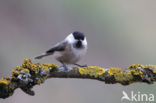 Matkop (Parus montanus) 