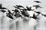 Common Coot (Fulica atra)