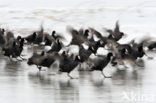 Common Coot (Fulica atra)