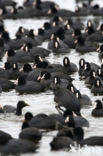 Common Coot (Fulica atra)