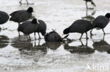 Common Coot (Fulica atra)