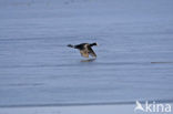 Common Coot (Fulica atra)