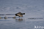 Meerkoet (Fulica atra)