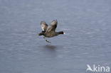 Common Coot (Fulica atra)