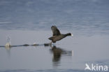 Meerkoet (Fulica atra)