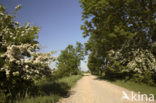 Hawthorn (Crataegus )