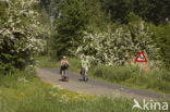 Hawthorn (Crataegus )