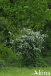 Hawthorn (Crataegus )